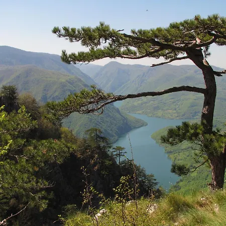 샬레 Planinska Kuca Nemanja Sljivovica (Zlatibor)